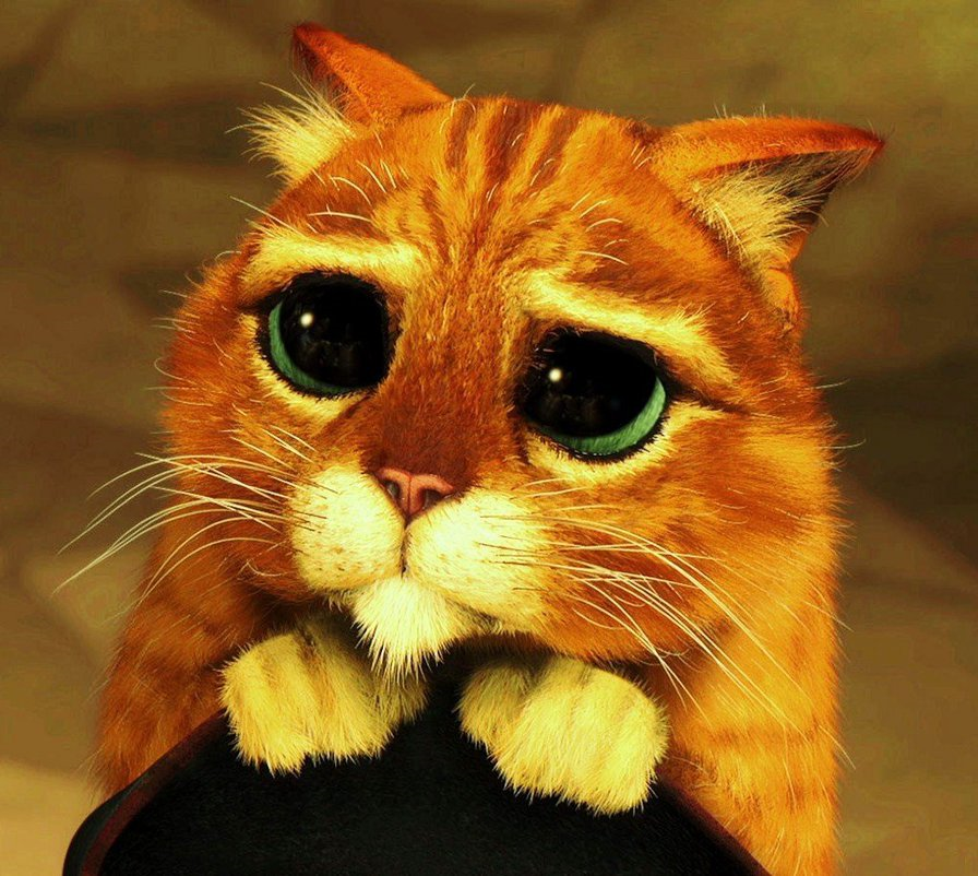 кот из шрека